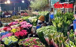 Giá hoa Tết Bính Ngọ có xu hướng tăng