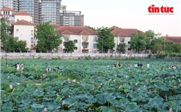 Hà Nội mùa sen tháng Sáu thơm ngát Tây Hồ