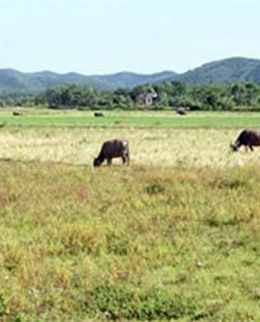 Xót lòng nông dân bỏ ruộng
