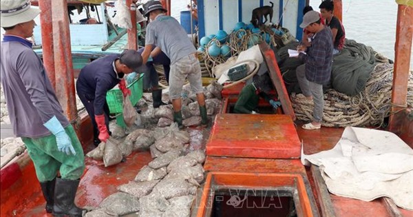 Cà Mau nâng cao hiệu quả công tác phòng, chống khai thác hải sản bất hợp pháp