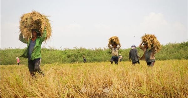 Thị trường nông sản tuần qua: Lúa gạo, cà phê tiếp tục đà tăng giá