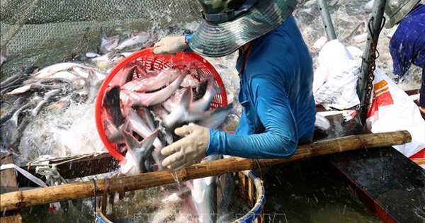 12 doanh nghiệp Việt Nam được xuất khẩu trở lại thủy sản đánh bắt vào Saudi Arabia
