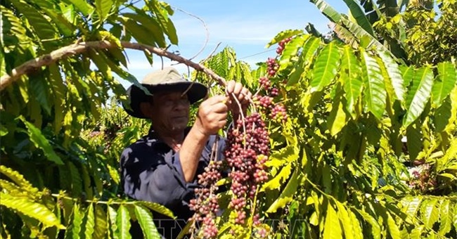 Thị trường nông sản tuần qua: Giá cà phê giảm nhẹ